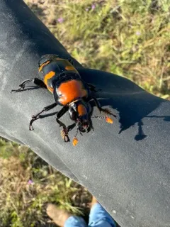 American Burying Beetle thumbnail 4