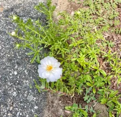 moss rose thumbnail 4
