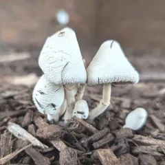 onion-stalk parasol thumbnail 3