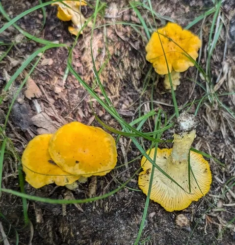 Ghost chanterelle