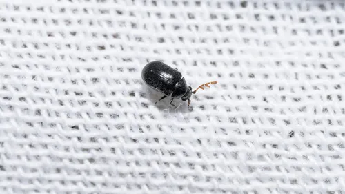 Dorcatoma pallicornis