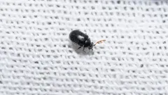 Dorcatoma pallicornis thumbnail 1