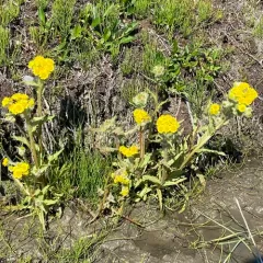 Marsh Fleawort thumbnail 3