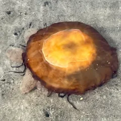 Pacific Sea Nettle thumbnail 3