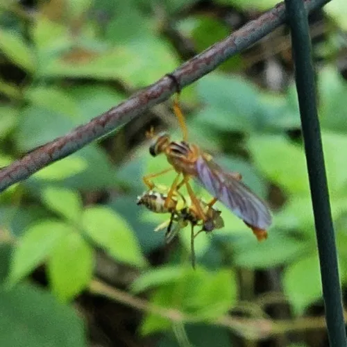Plain-tailed Hanging Thief