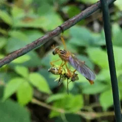 Plain-tailed Hanging Thief thumbnail 1