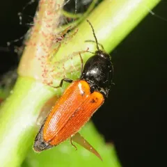 Ampedus sanguinipennis thumbnail 3