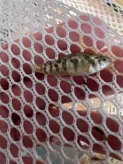 Sheepshead Minnow thumbnail 1