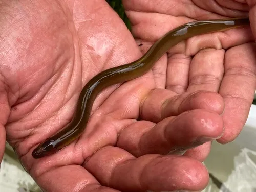 Mountain Brook Lamprey