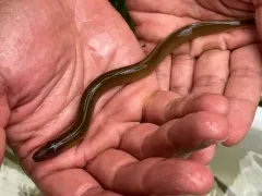 Mountain Brook Lamprey thumbnail 1