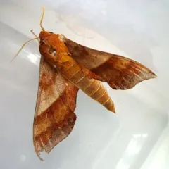 Azalea Sphinx thumbnail 3