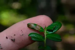 Upland Midget thumbnail 1