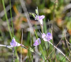Saltmarsh False Foxglove thumbnail 3