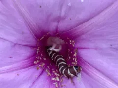 Coleotechnites eryngiella thumbnail 2