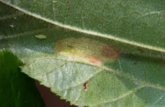 Phyllonorycter alaskana thumbnail 3