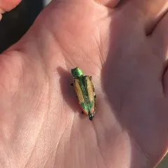 Buprestis viridisuturalis thumbnail 4