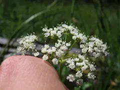 Western Cowbane thumbnail 4