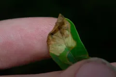 Lyonetia latistrigella thumbnail 3