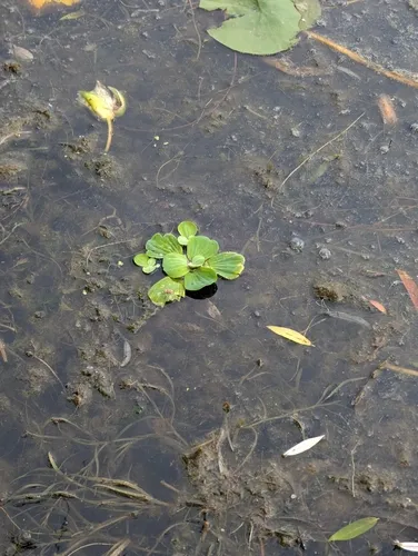 Water Lettuce