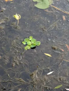 Water Lettuce thumbnail 1