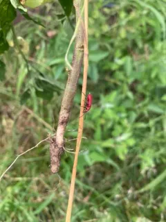 Rose-winged Blister Beetle thumbnail 3