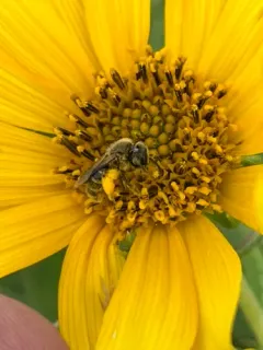 Sunflower Shortface thumbnail 4