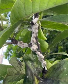 Magnolia scale thumbnail 3