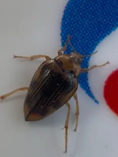 Hungerford's crawling water beetle thumbnail 2