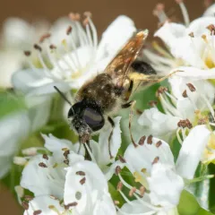 Stratiomys adelpha thumbnail 1