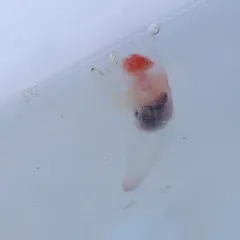 Naked Sea Butterfly thumbnail 4