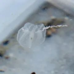 Arctic comb jelly thumbnail 3