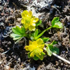 Dwarf Buttercup thumbnail 2