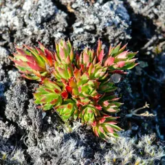 Prickly Saxifrage thumbnail 4