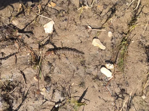 Western Dobsonfly