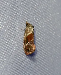 Cochylichroa viscana thumbnail 3