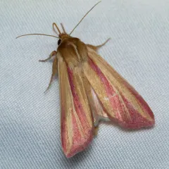 Pink Streak Moth thumbnail 2