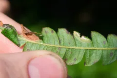 Caloptilia asplenifoliatella thumbnail 2
