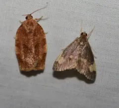 Large-spotted Evergestis Moth thumbnail 3