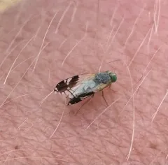 Trupanea nigricornis thumbnail 3