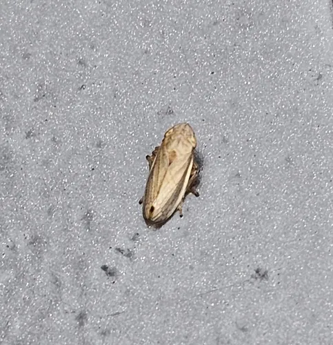 Lined Spittlebug