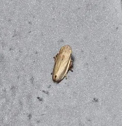 Lined Spittlebug thumbnail 1