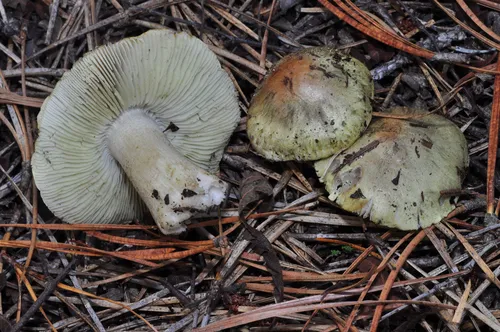 Tricholoma aestuans