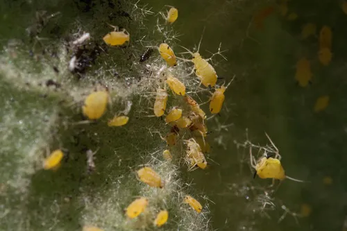 Mullein Aphid