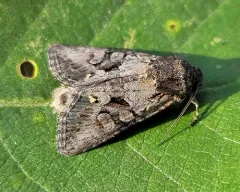 Lacinipolia acutipennis thumbnail 3