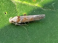 Gnorimoschema bacchariselloides thumbnail 4