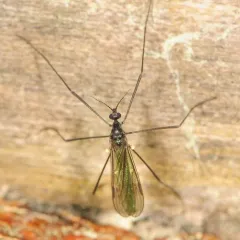 Gnophomyia tristissima thumbnail 3