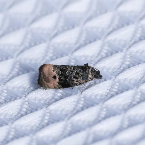 Pink-washed Leafroller Moth