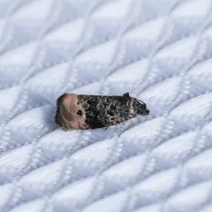 Pink-washed Leafroller Moth thumbnail 1