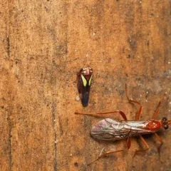 Balcanocerus provancheri thumbnail 2