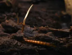 Ophiocordyceps stylophora thumbnail 2